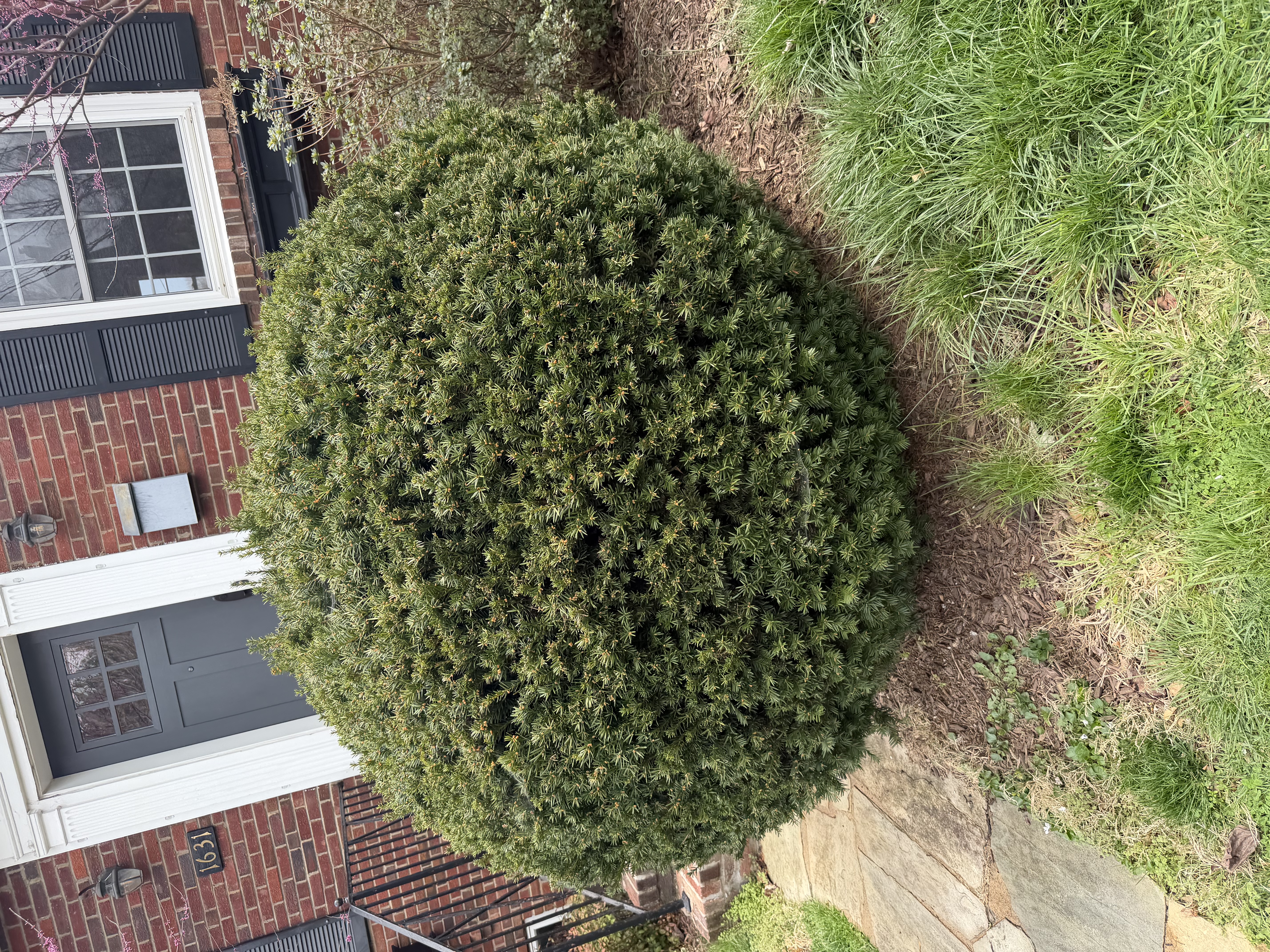 Before - Transformation