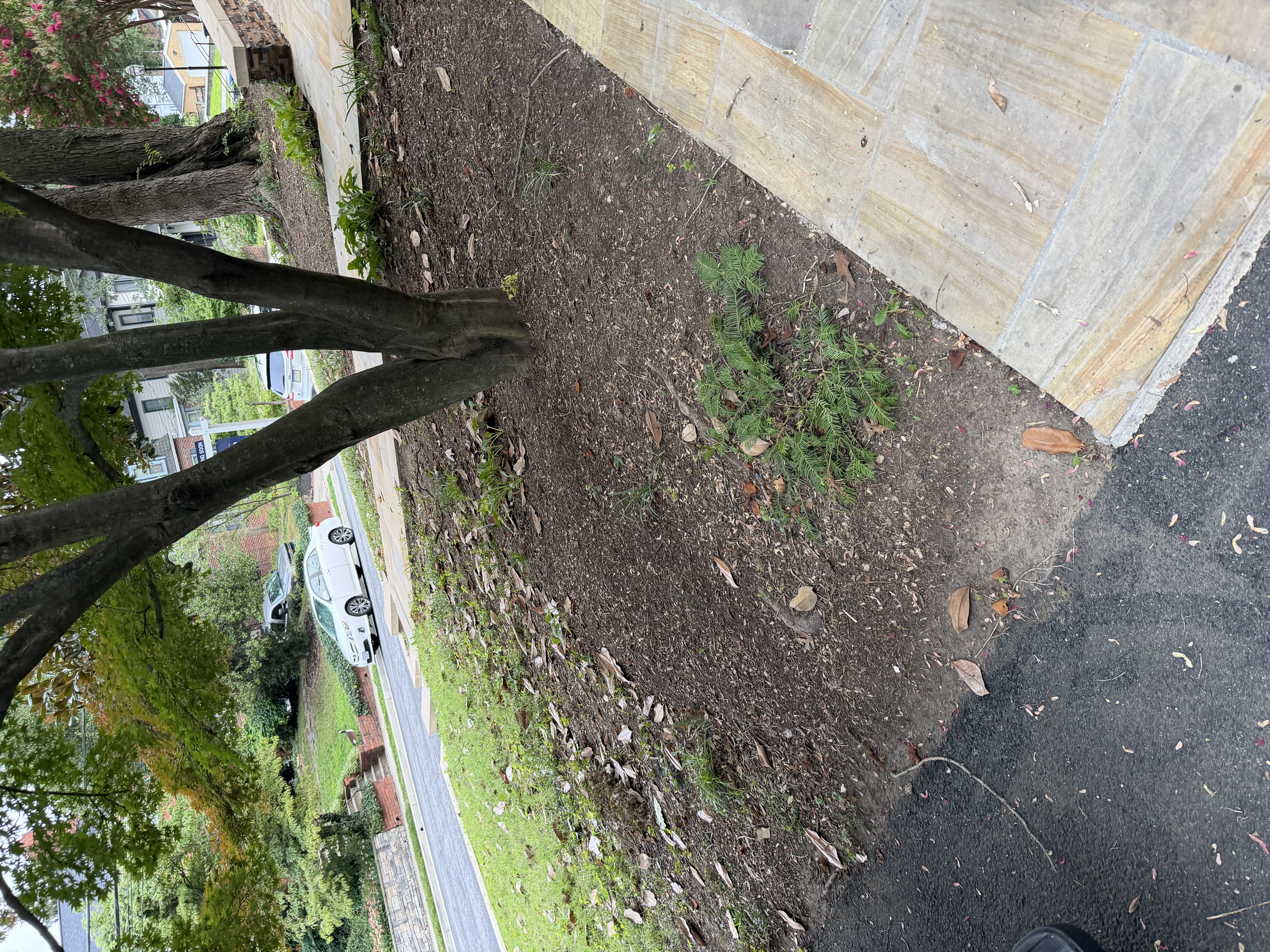 Before - Mulch